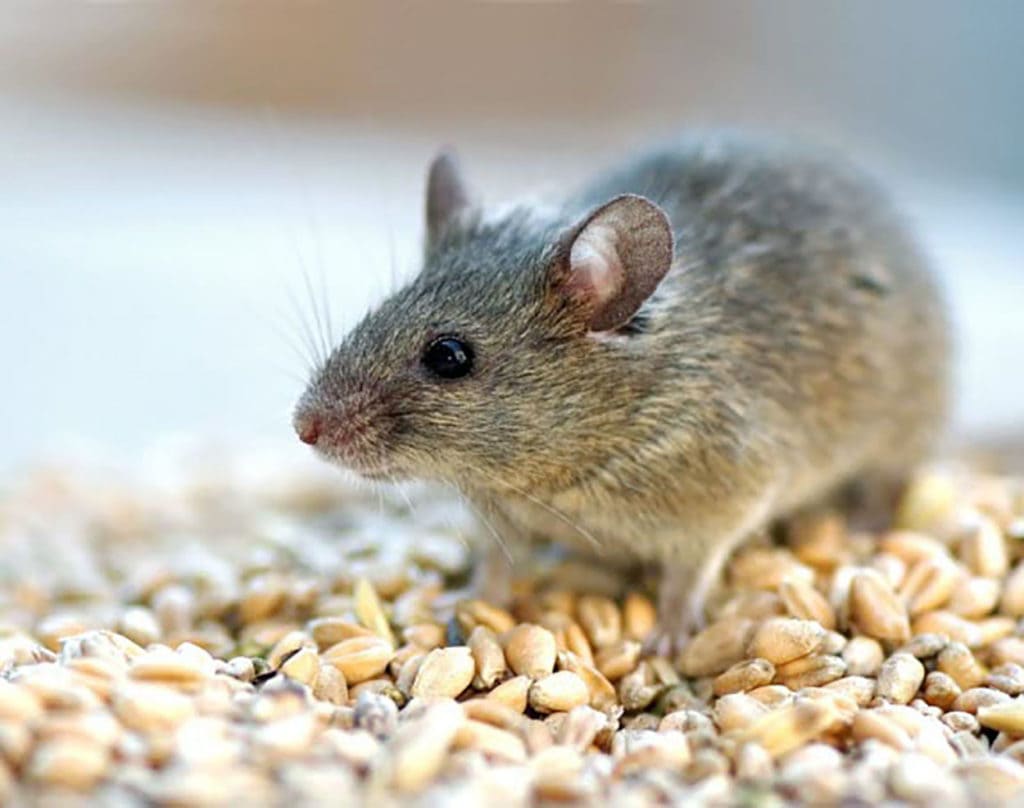 Mice Control Pickering